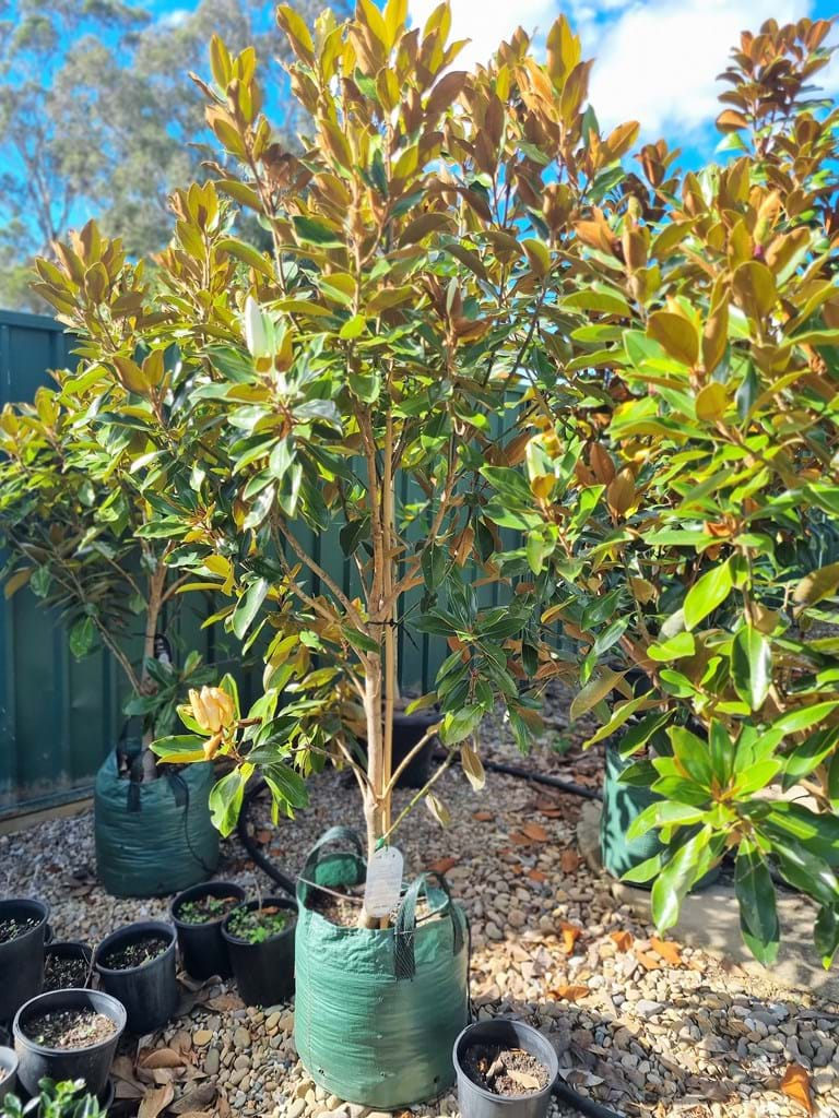 Magnolia Grandiflora Little Gem