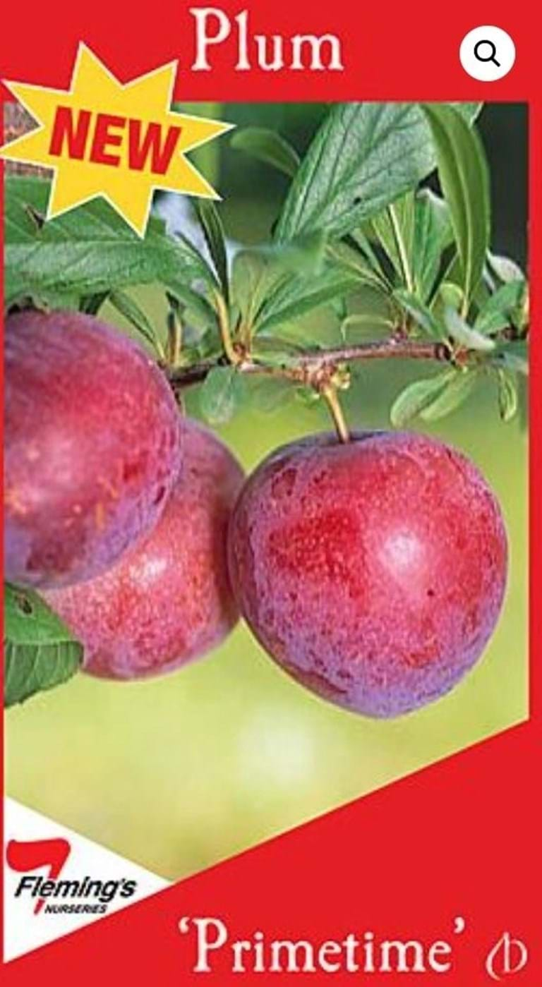 Plum - 